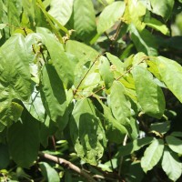 Sterculia zeylanica Kosterm.